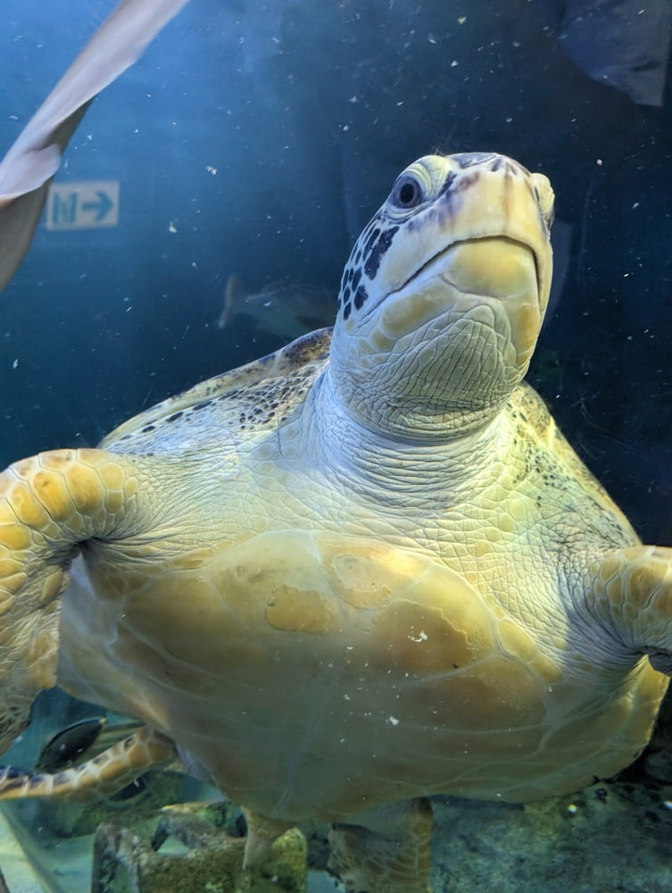 Shinagawa Aquarium Shinagawa Aquarium