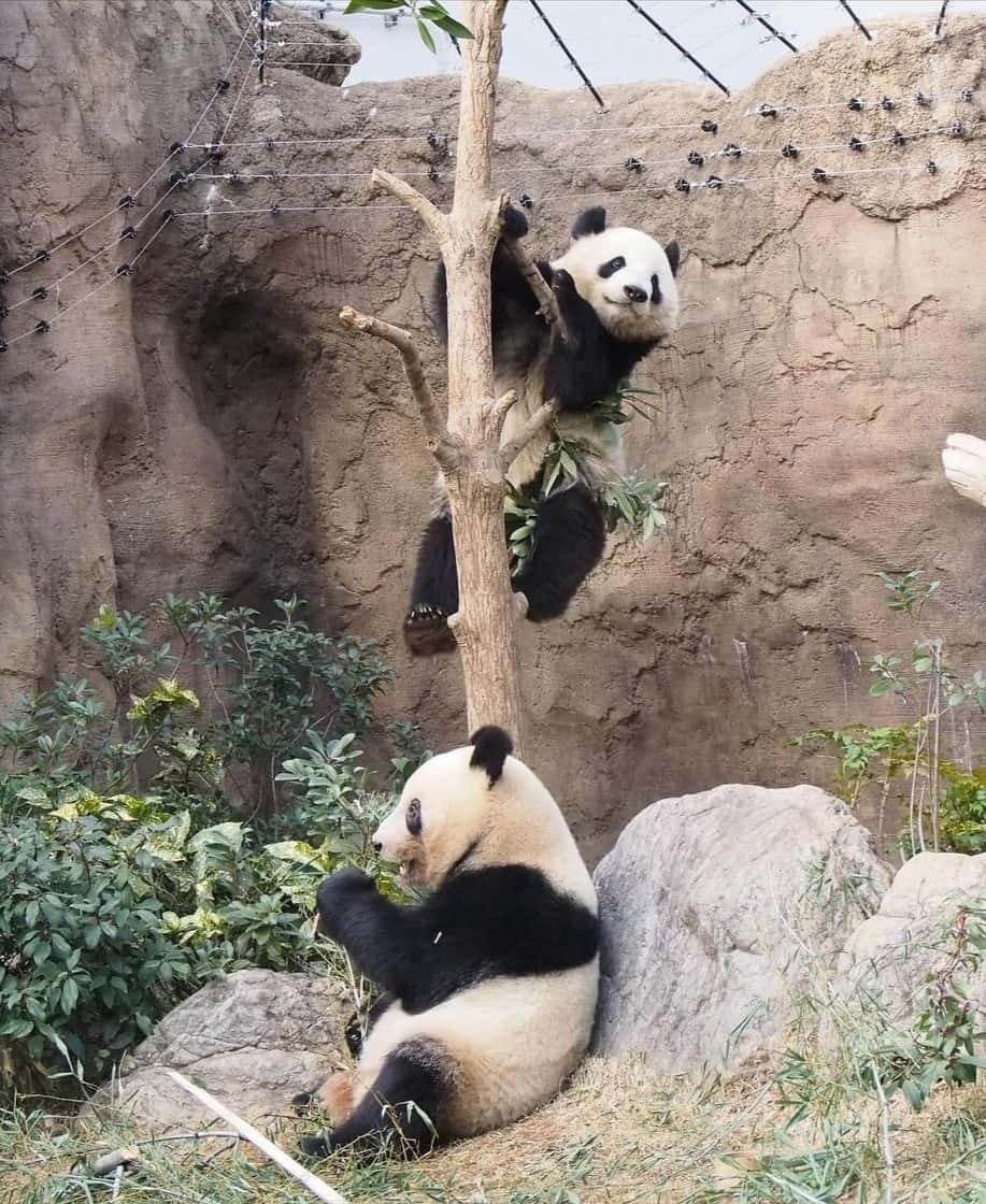 Zoo di Ueno Zoo di Ueno