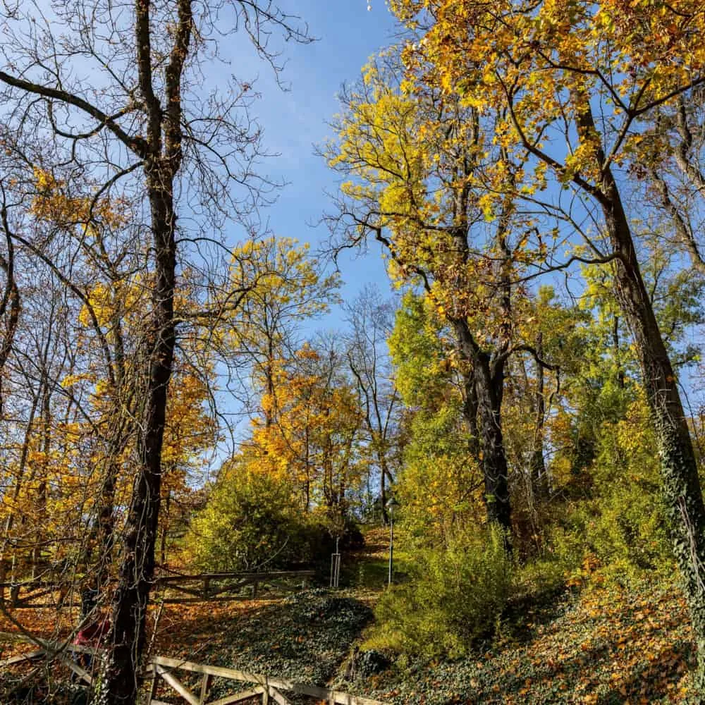 Kinskie's Garden Kinskie's Garden