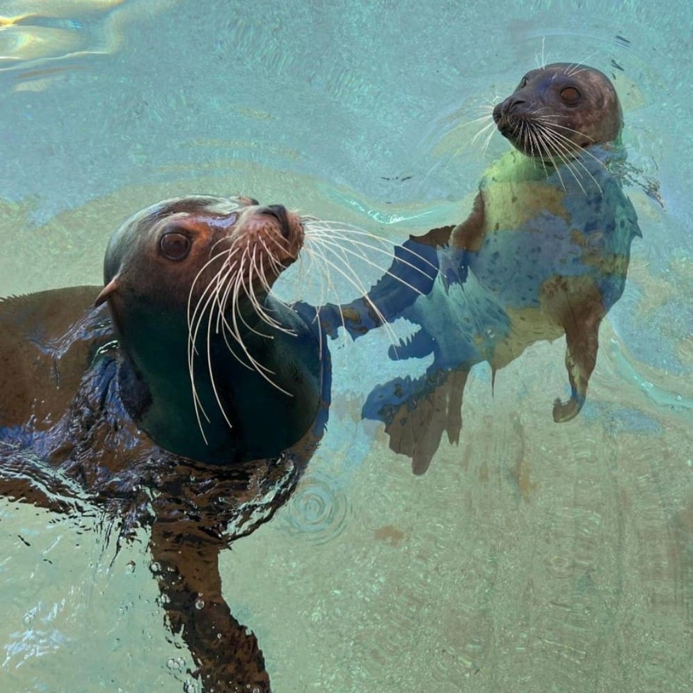 Miami Seaquarium Miami Seaquarium