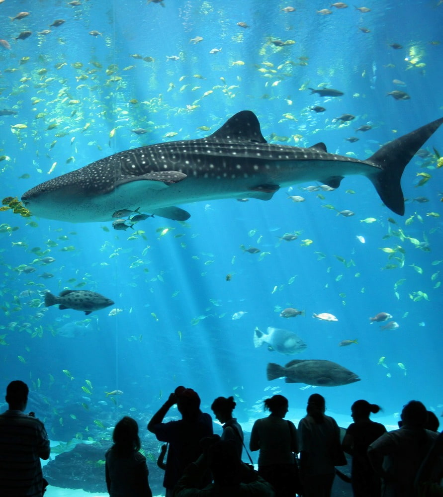 SEA Aquarium SEA Aquarium