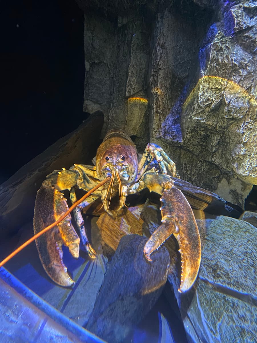 National Lobster Hatchery National Lobster Hatchery