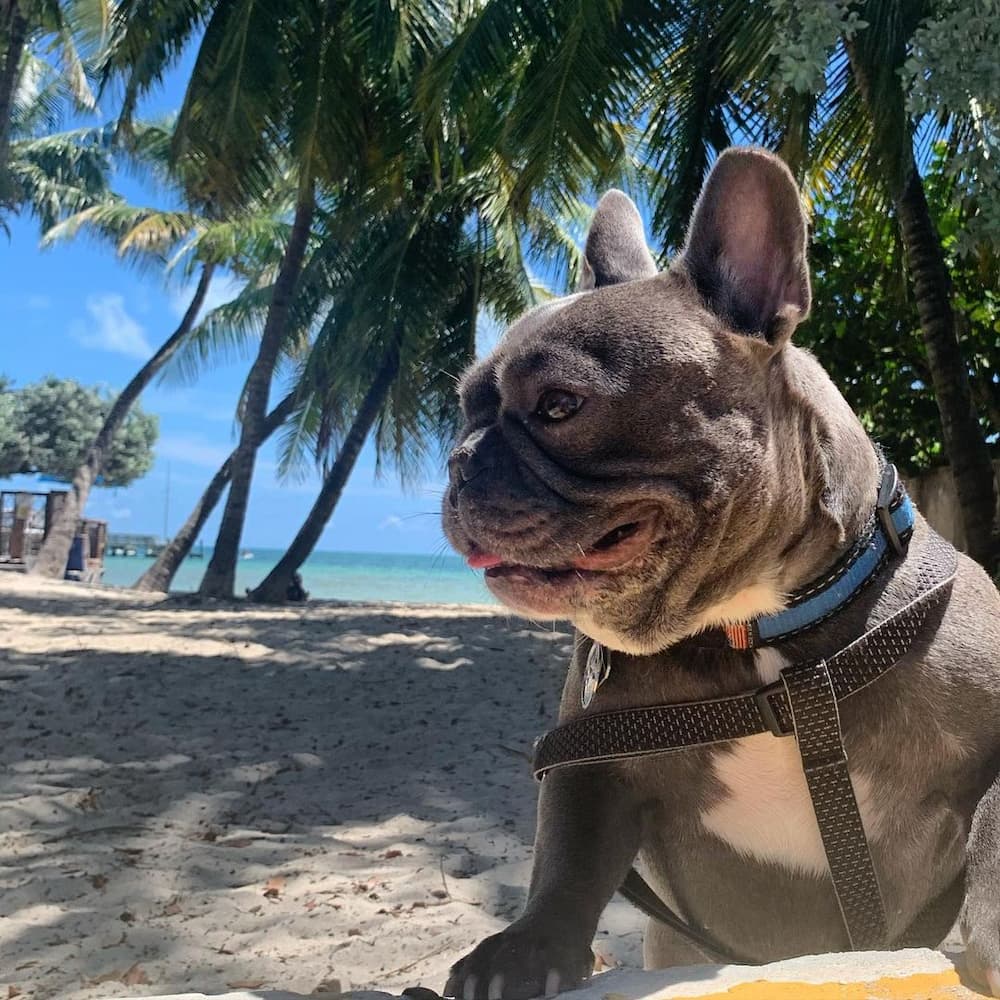 Parco per cani di Higgs Beach Parco per cani di Higgs Beach