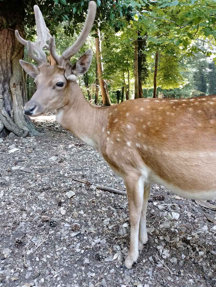 Penisola del Gargano, Puglia Penisola del Gargano, Puglia