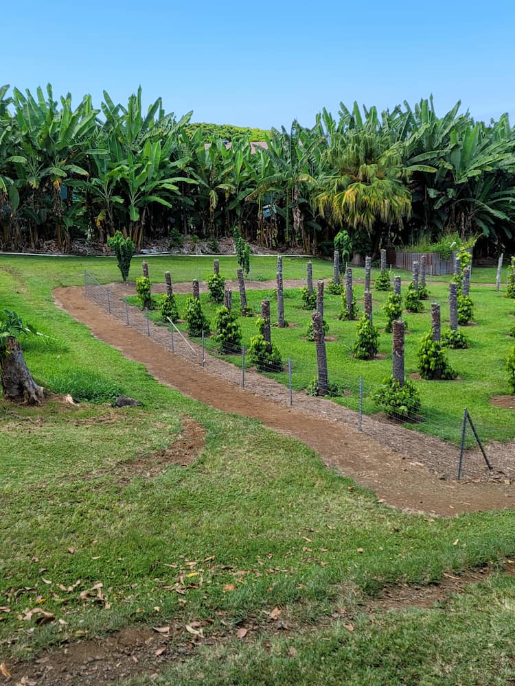 Hawaii (Isola Grande)