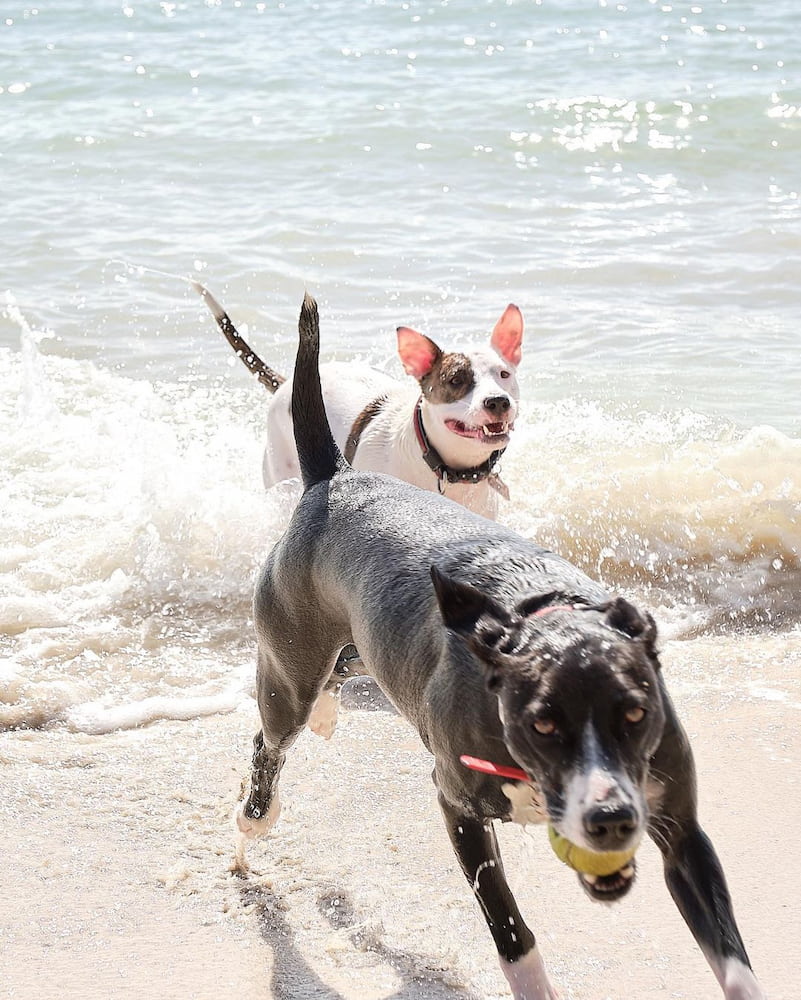 Parco per cani di Higgs Beach Parco per cani di Higgs Beach