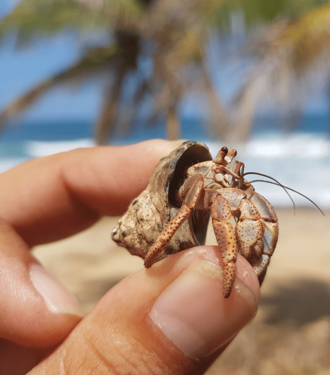 Dorado, Porto Rico Dorado, Porto Rico