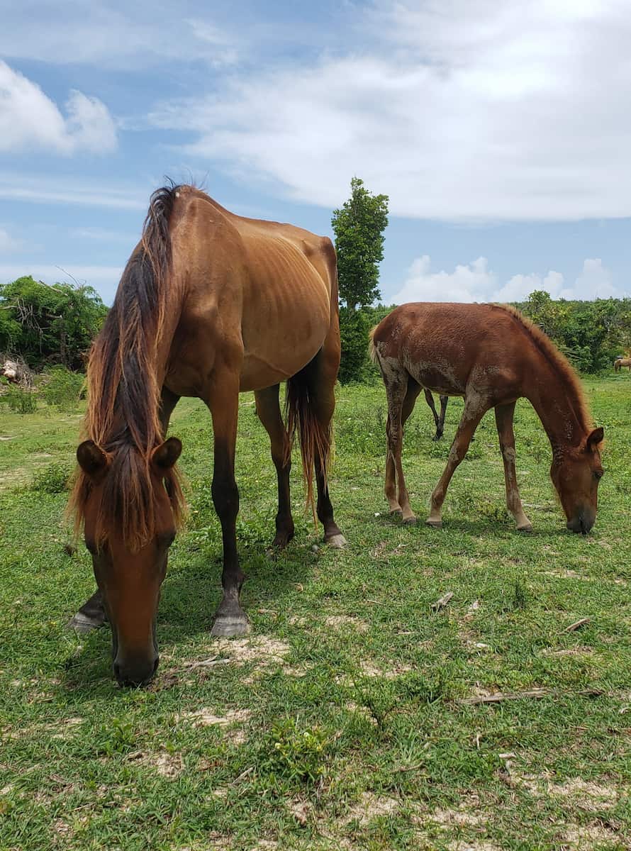 Vieques, Porto Rico Vieques, Porto Rico