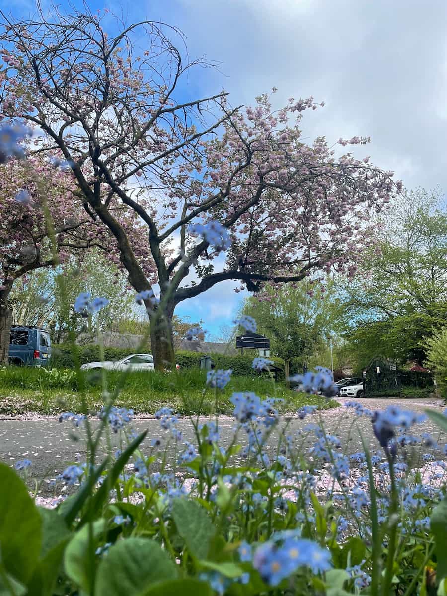 Parco e giardino botanico Fletcher Moss Parco e giardino botanico Fletcher Moss