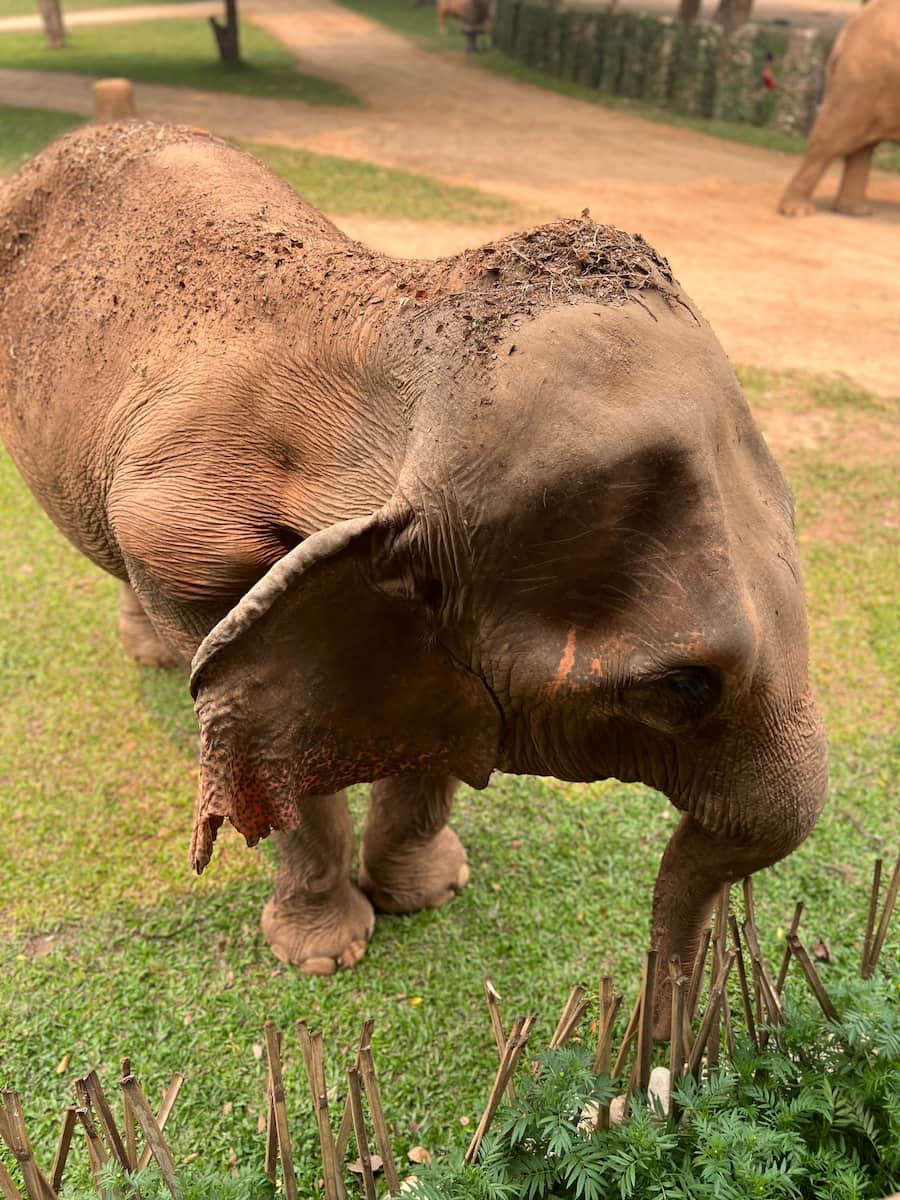 Saraphi, Chiang Mai Saraphi, Chiang Mai