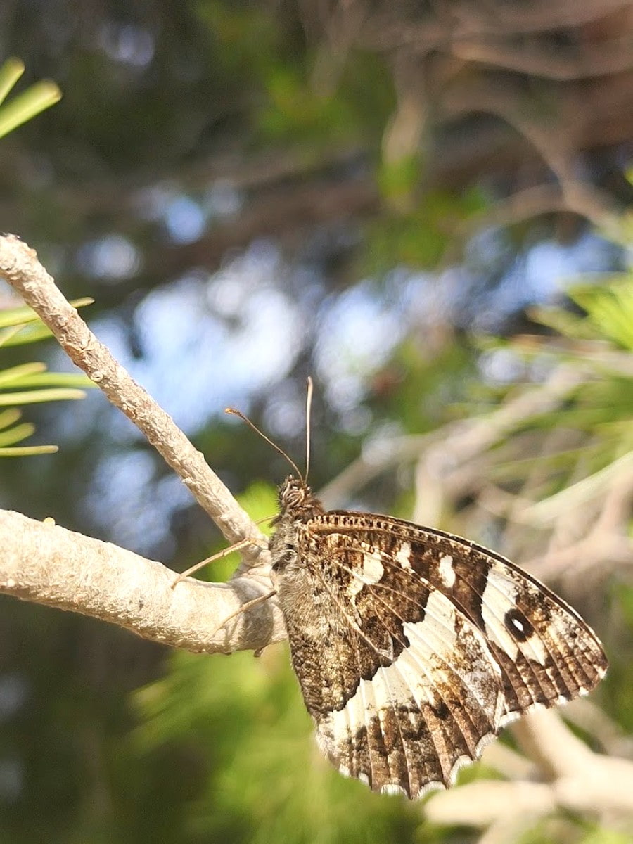 Saint Jacques de Compostelle, Avignon Saint Jacques de Compostelle, Avignon
