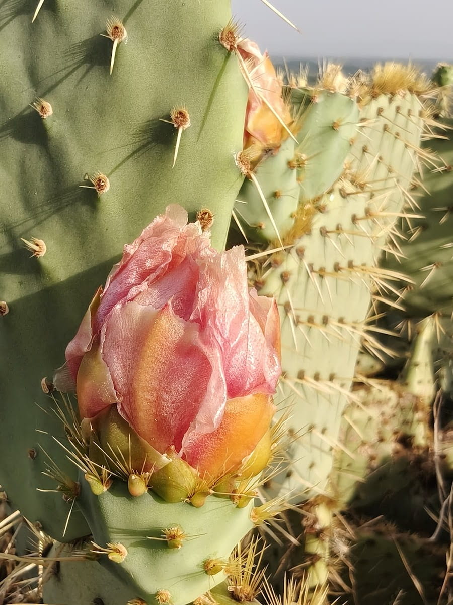 Saint Jacques de Compostelle, Avignon Saint Jacques de Compostelle, Avignon