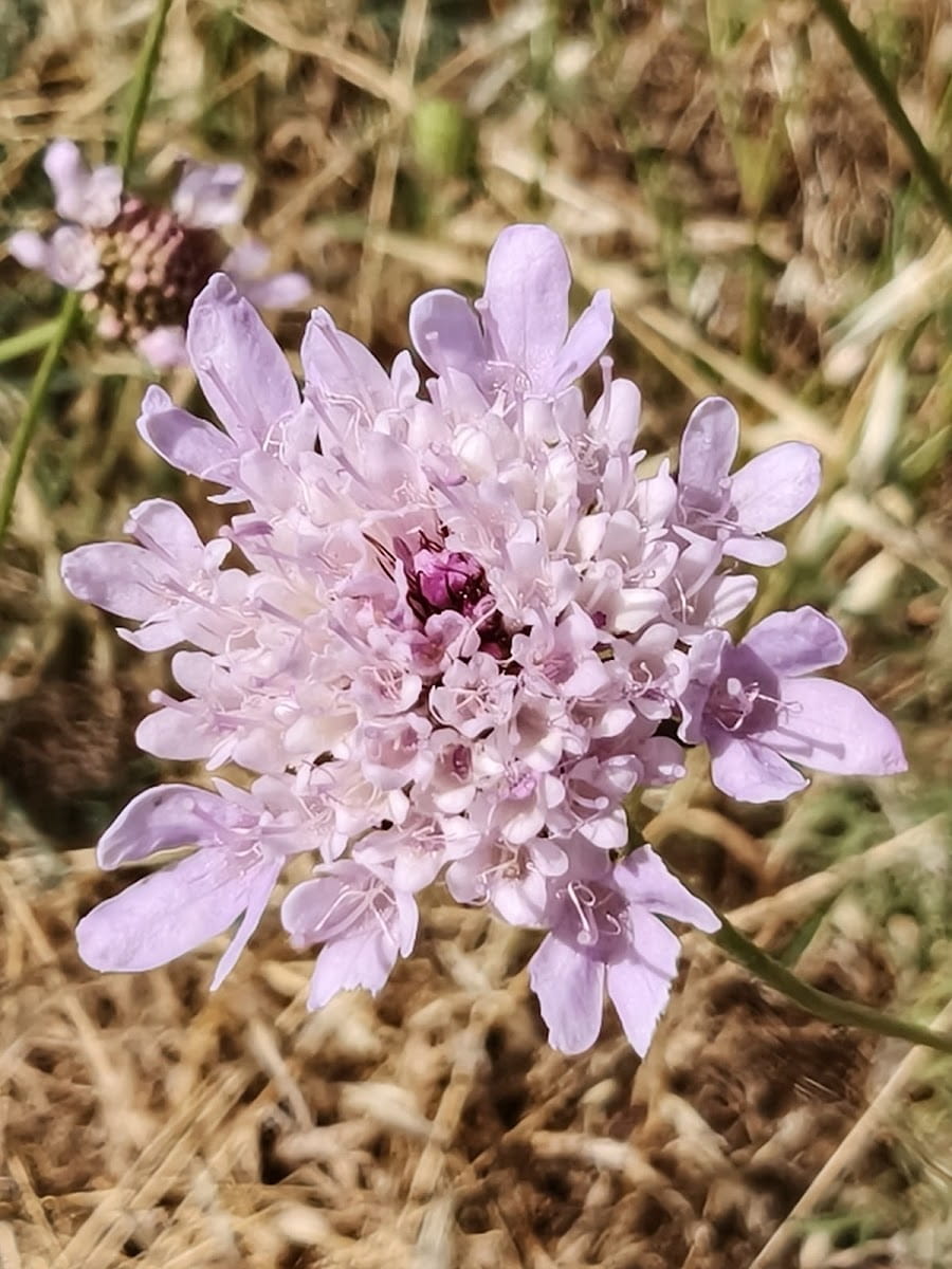 Saint Jacques de Compostelle, Avignon
