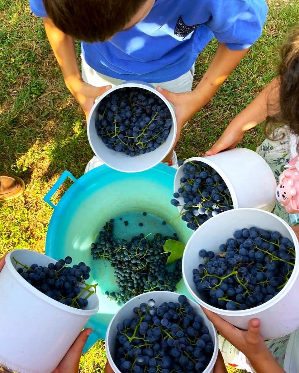 Azienda Agricola, Procida, Italy Azienda Agricola, Procida, Italy