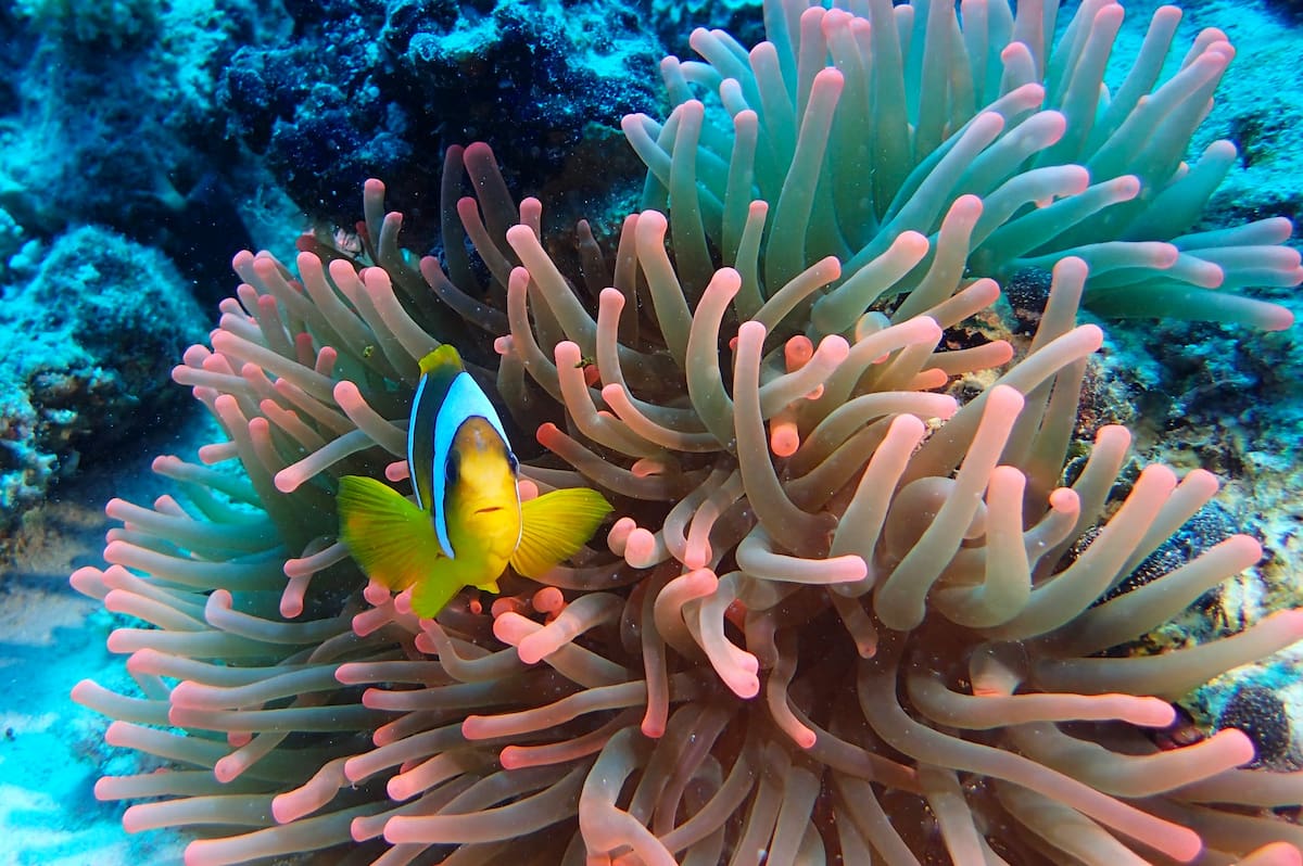 Centro immersioni, Abu Dabab, Egitto