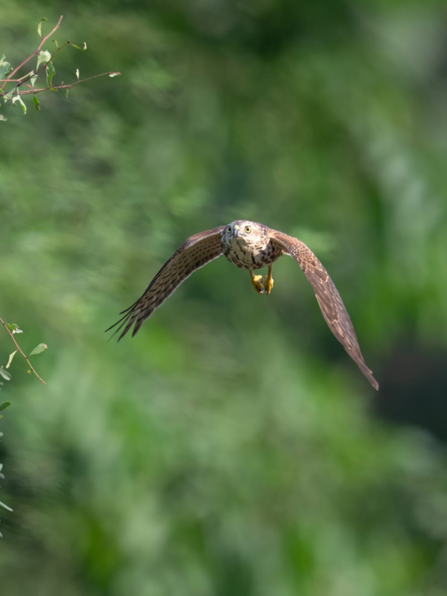 Jhalana Leopard Safari Park, Jaipur, India Jhalana Leopard Safari Park, Jaipur, India