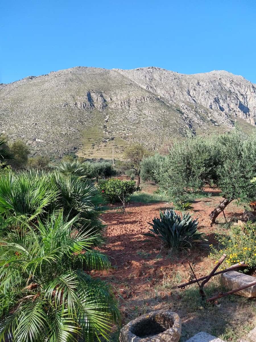 Olive Groves, San Vito Lo Capo Olive Groves, San Vito Lo Capo