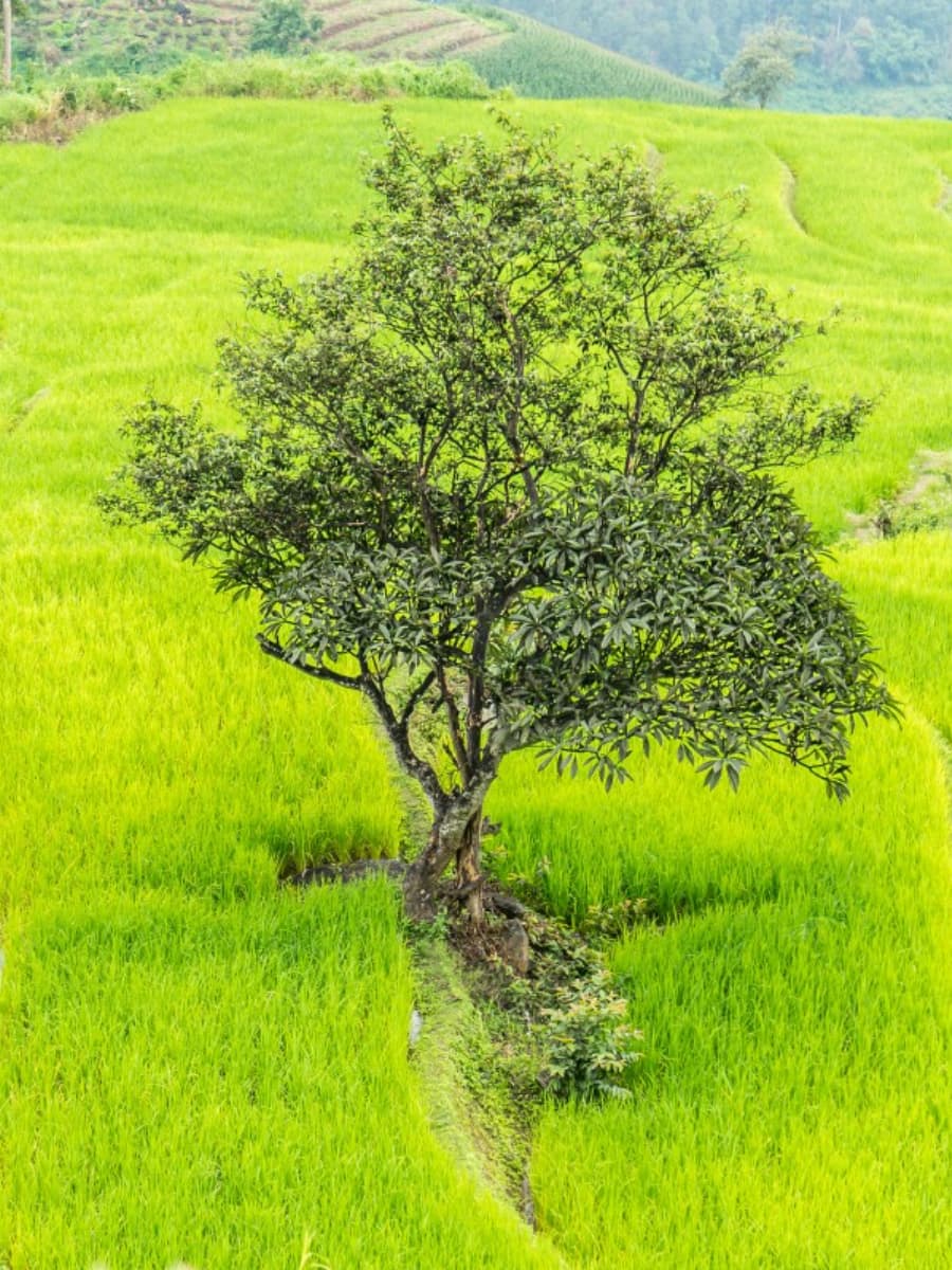 Rice Planting, Chiang Rai Rice Planting, Chiang Rai