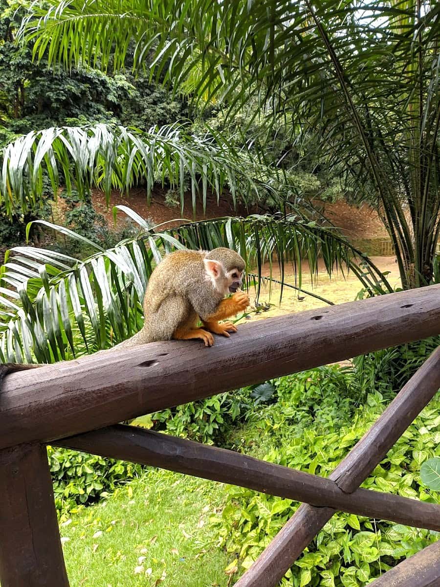 Salvador Zoo and Botanical Park, Salvador de Bahia Salvador Zoo and Botanical Park, Salvador de Bahia