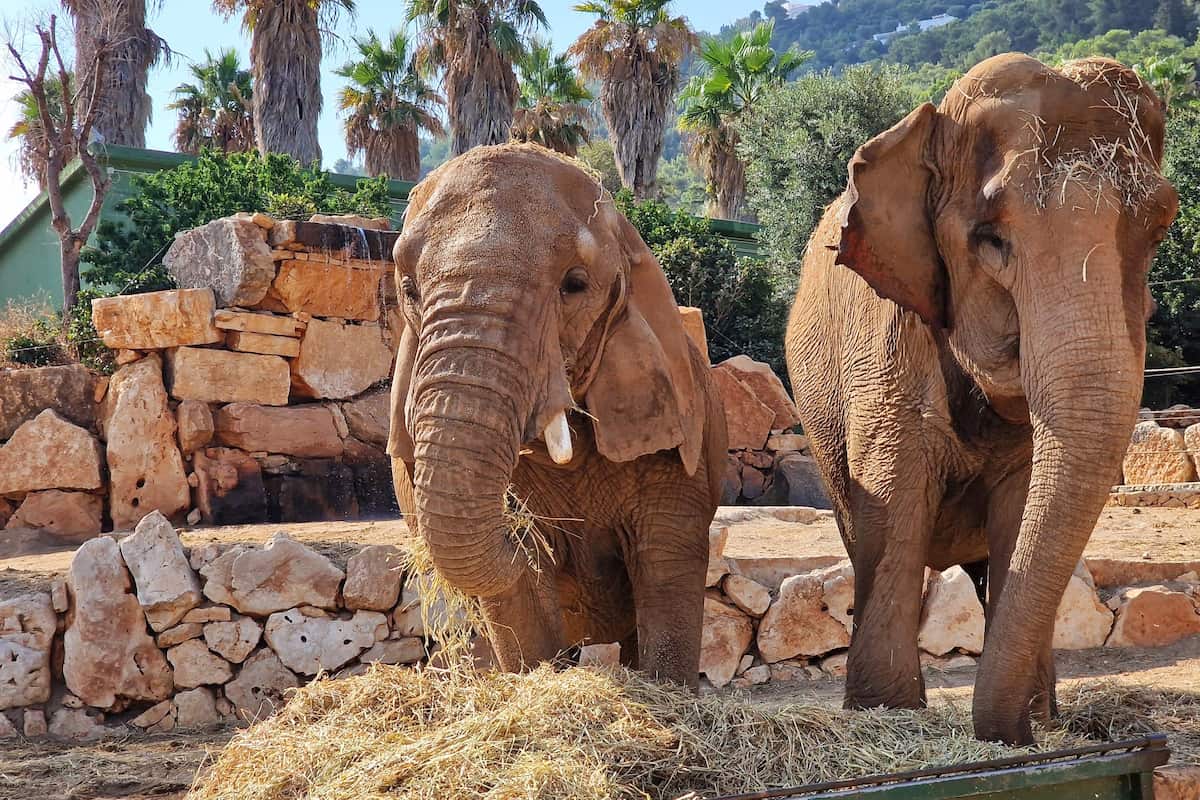 Lo Zoo Safari Fasanolandia, Alberobello