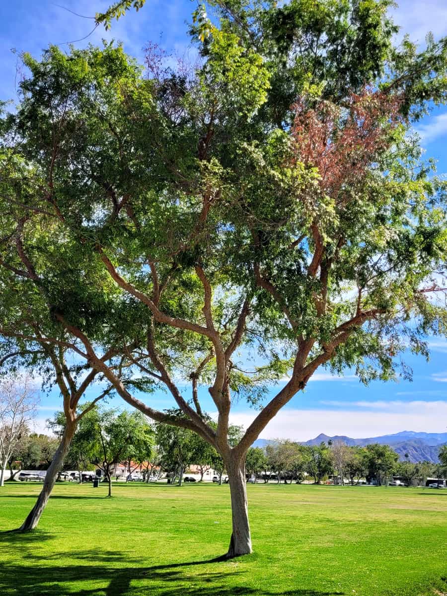 Ruth Hardy Park, Palm Springs Ruth Hardy Park, Palm Springs