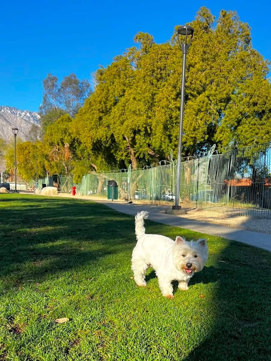 South Palm Springs, Palm Springs South Palm Springs, Palm Springs